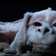 What kid didn’t want to be best buddies with Falkor?